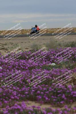 media/Jan-14-2023-SoCal Trackdays (Sat) [[497694156f]]/Turn 14 Exit Bloomig (145pm)/
